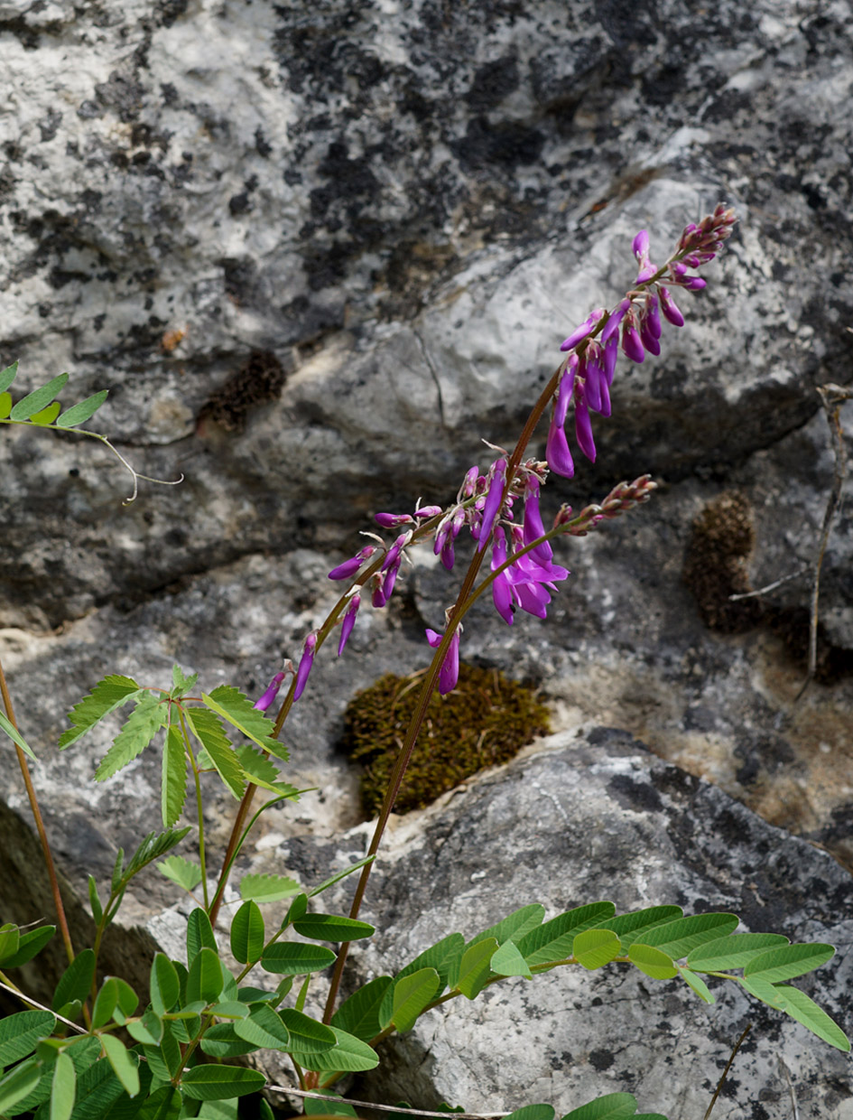 Изображение особи Hedysarum branthii.