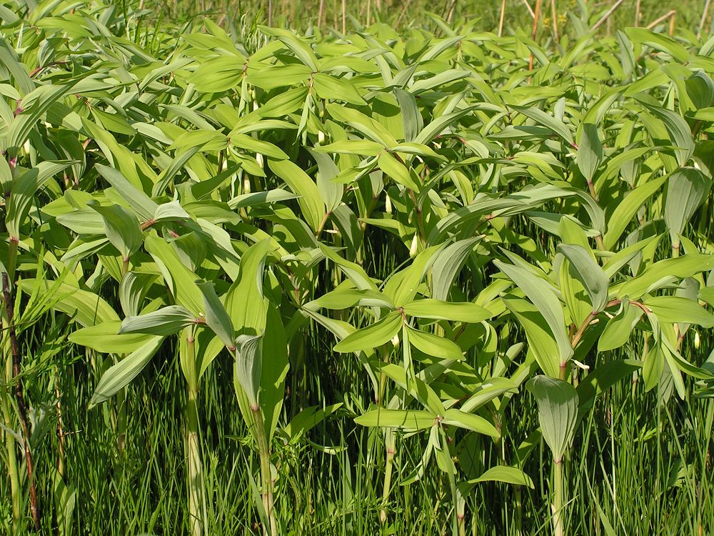 Image of Polygonatum odoratum specimen.