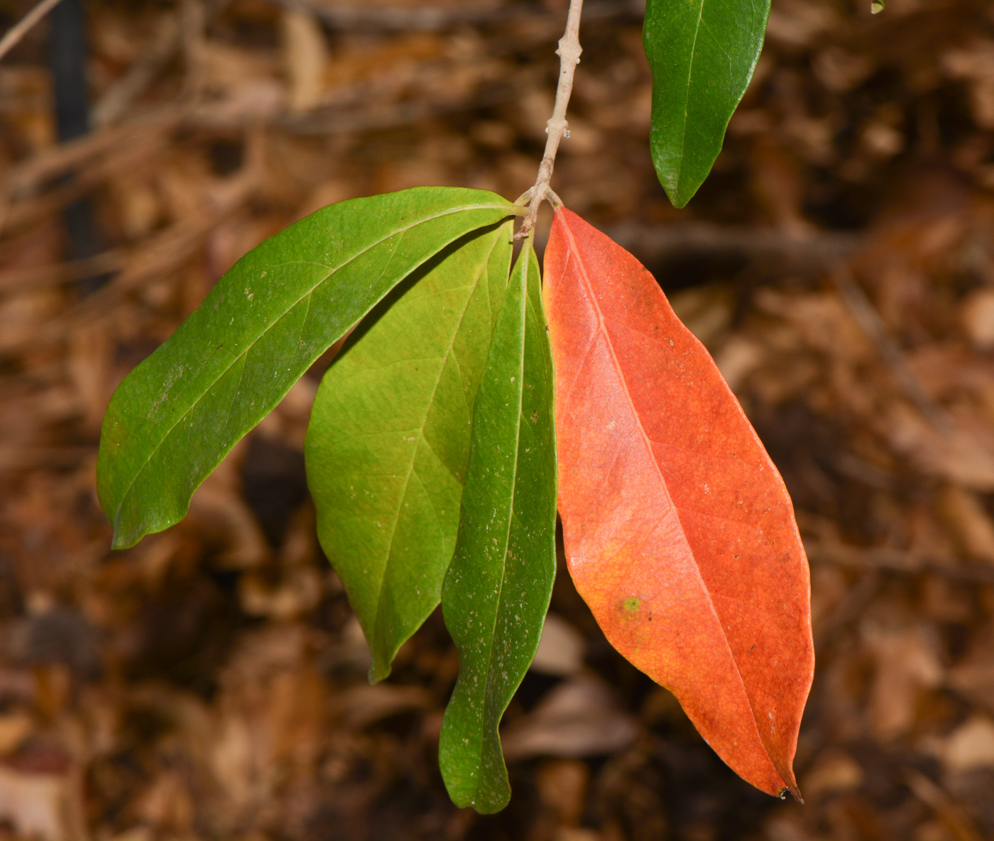 Изображение особи Combretum erythrophyllum.