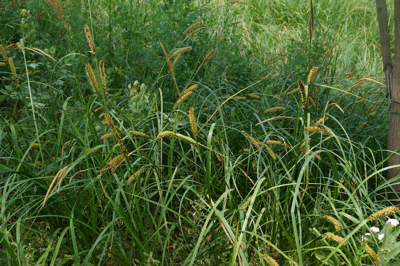 Image of Carex vesicaria specimen.
