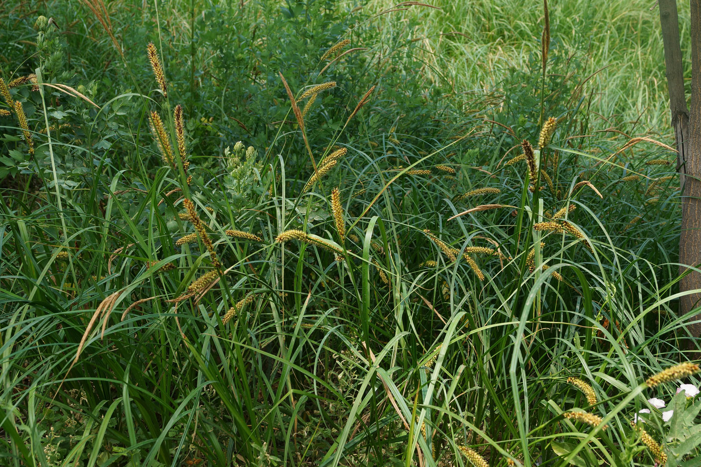 Изображение особи Carex vesicaria.