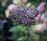 Achillea filipendulina. Соплодие. Пермский край, г. Пермь, Кировский р-н, газон у административного здания, в культуре. 17.09.2017.