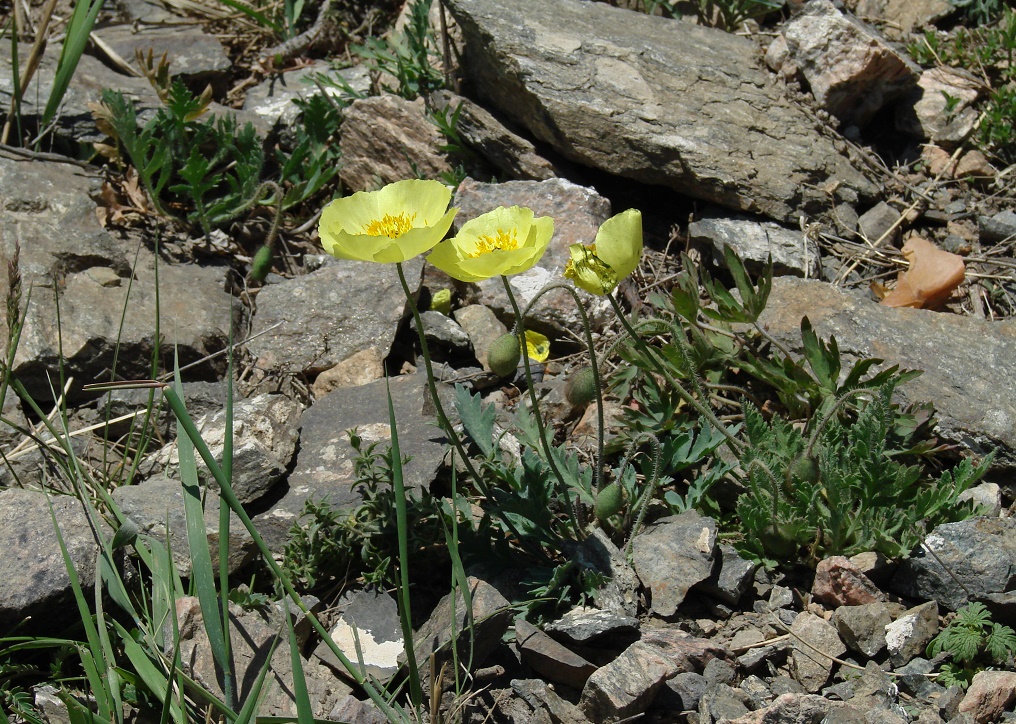 Image of Papaver nudicaule specimen.