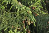Picea orientalis