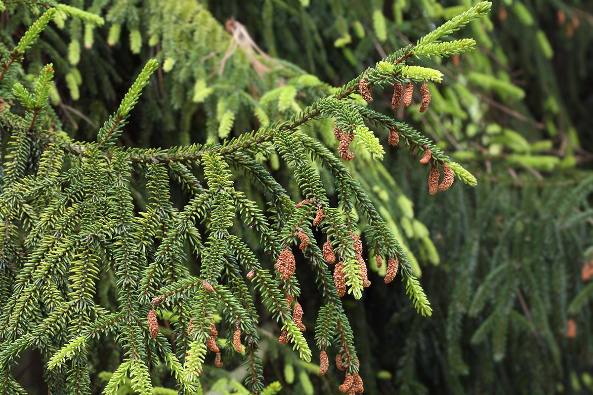 Изображение особи Picea orientalis.