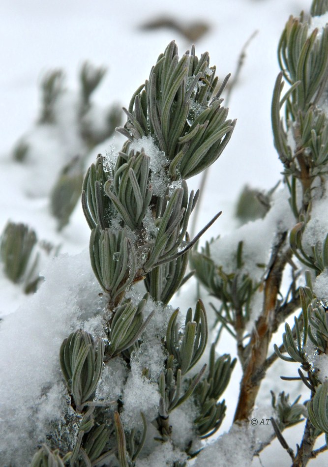 Image of Lavandula pedunculata specimen.