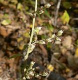 Artemisia stolonifera