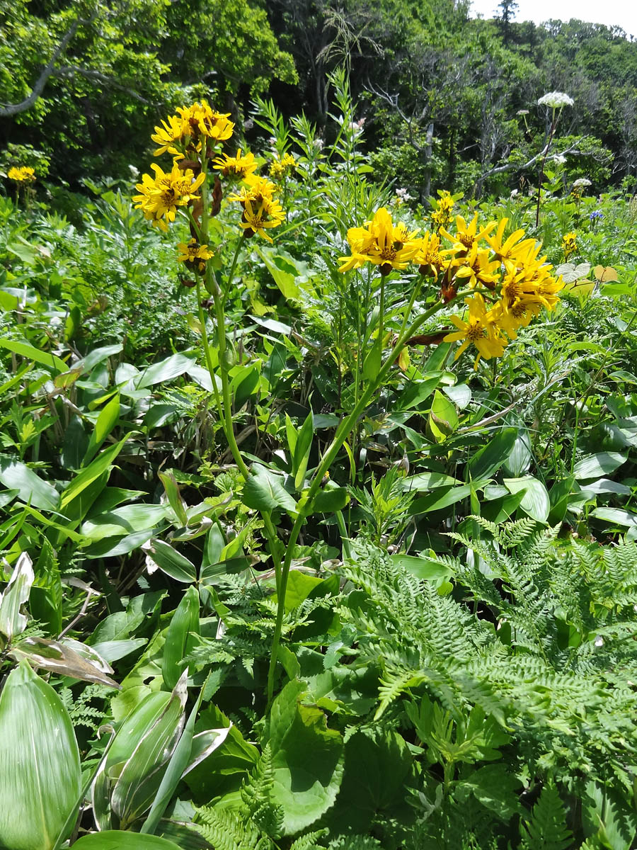 Изображение особи Ligularia hodgsonii.