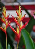 Heliconia psittacorum. Соцветие. Малайзия, о-в Пенанг, г. Джорджтаун, в культуре. 07.05.2017.