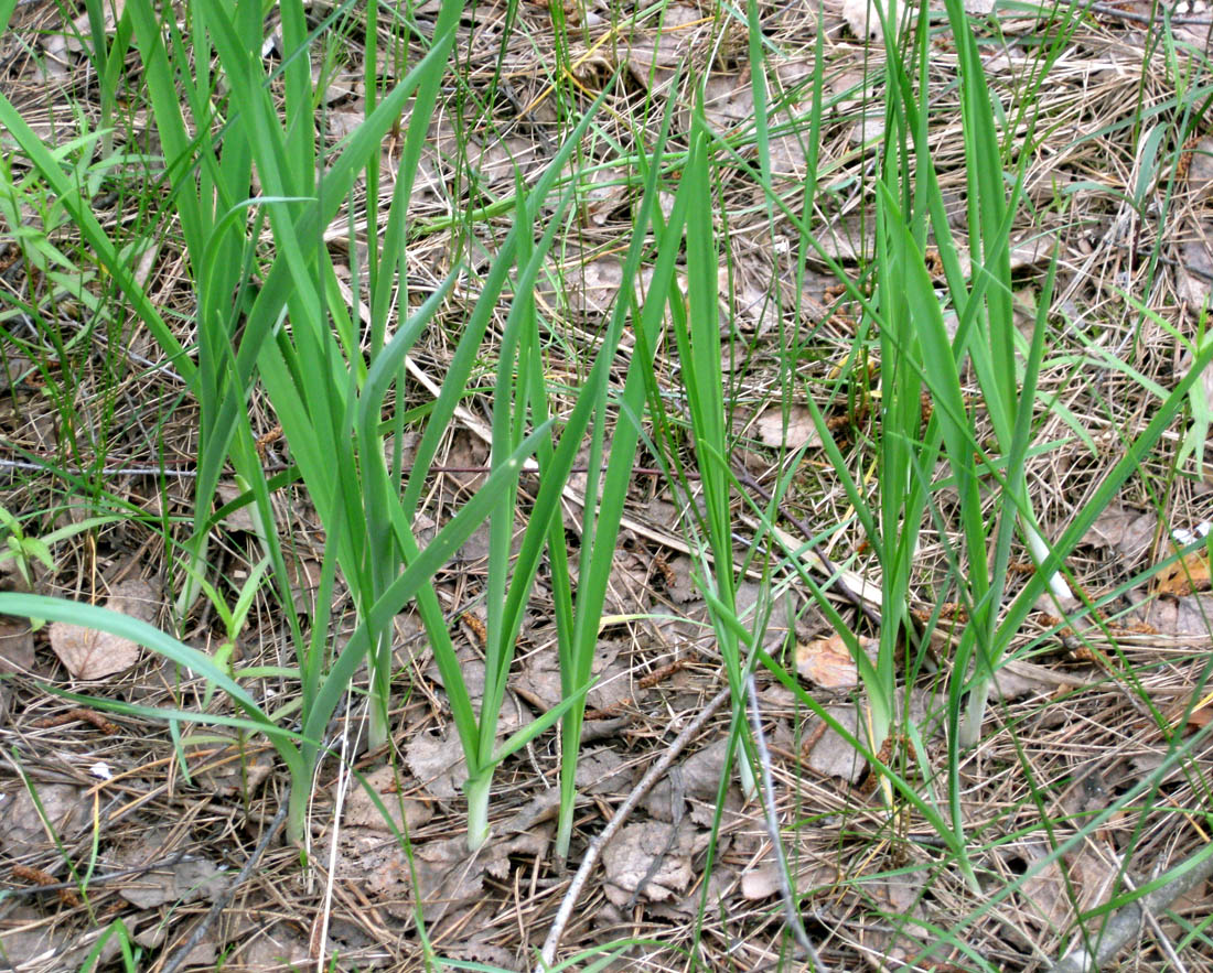 Изображение особи Anthericum ramosum.