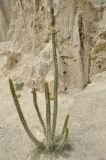 genus Corryocactus