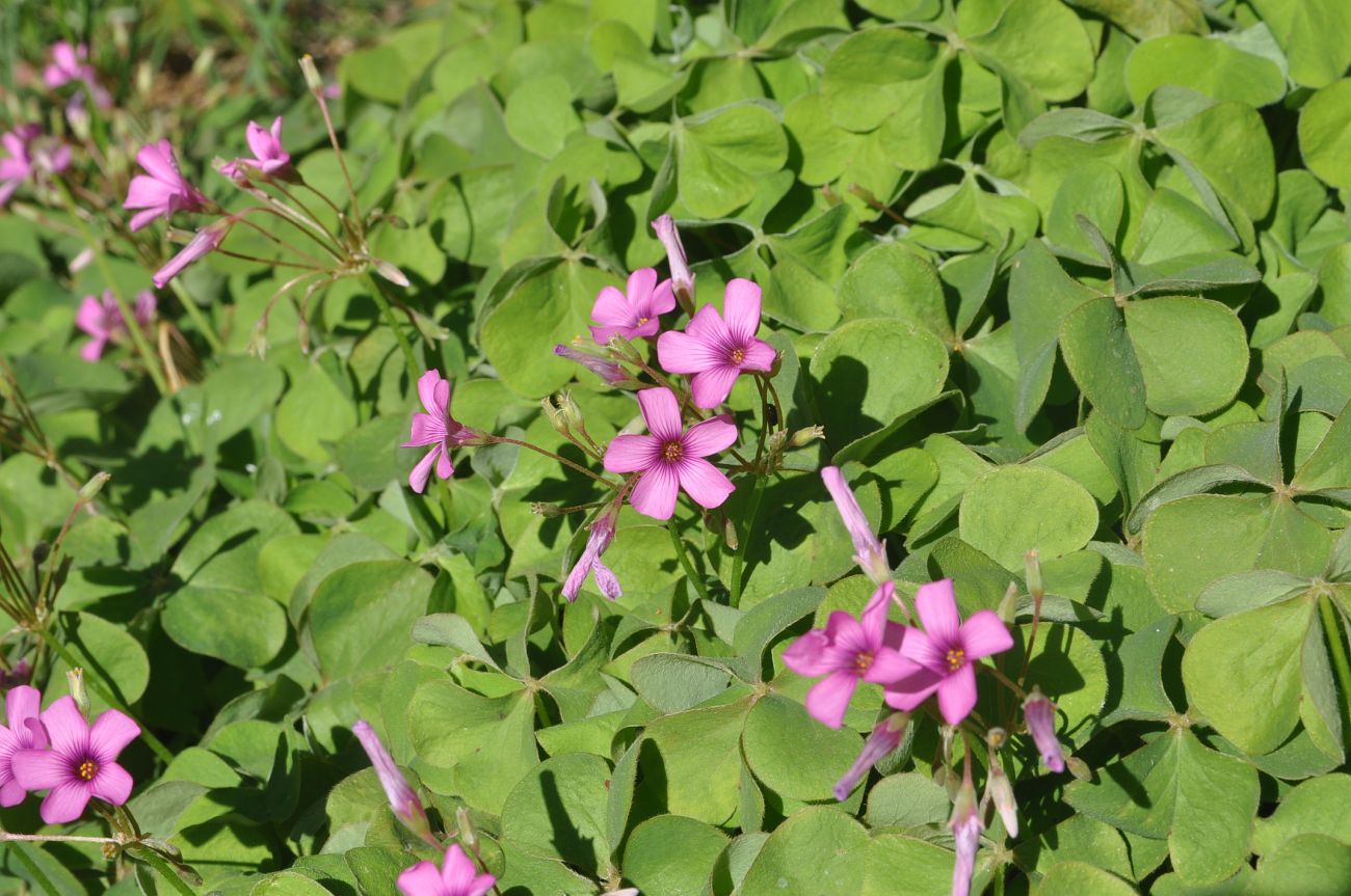 Image of Oxalis debilis var. corymbosa specimen.