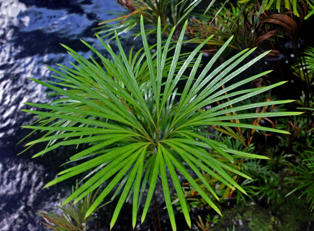 Image of Dipteris lobbiana specimen.