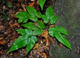 Tectaria angulata. Молодое растение. Малайзия, штат Саравак, национальный парк Бако; о-в Калимантан, влажный тропический лес. 10.05.2017.