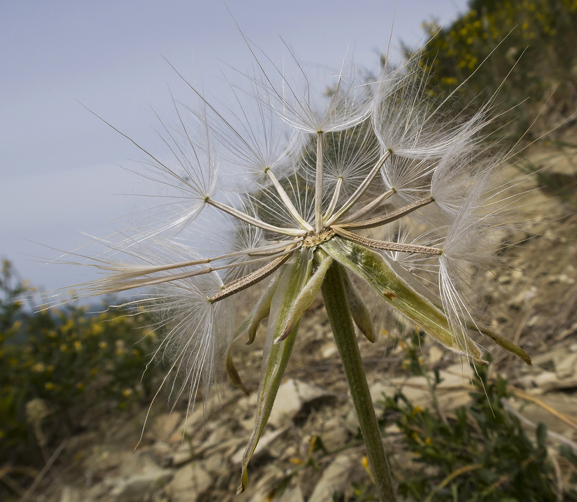 Image of Scorzonera mollis specimen.