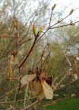 Acer tataricum