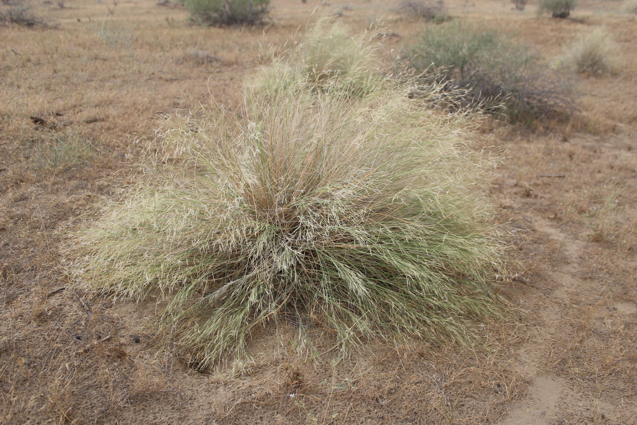 Image of Stipagrostis pennata specimen.