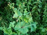 Sonchus oleraceus