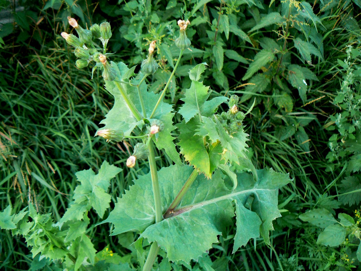 Изображение особи Sonchus oleraceus.