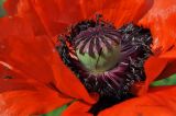 Papaver setiferum