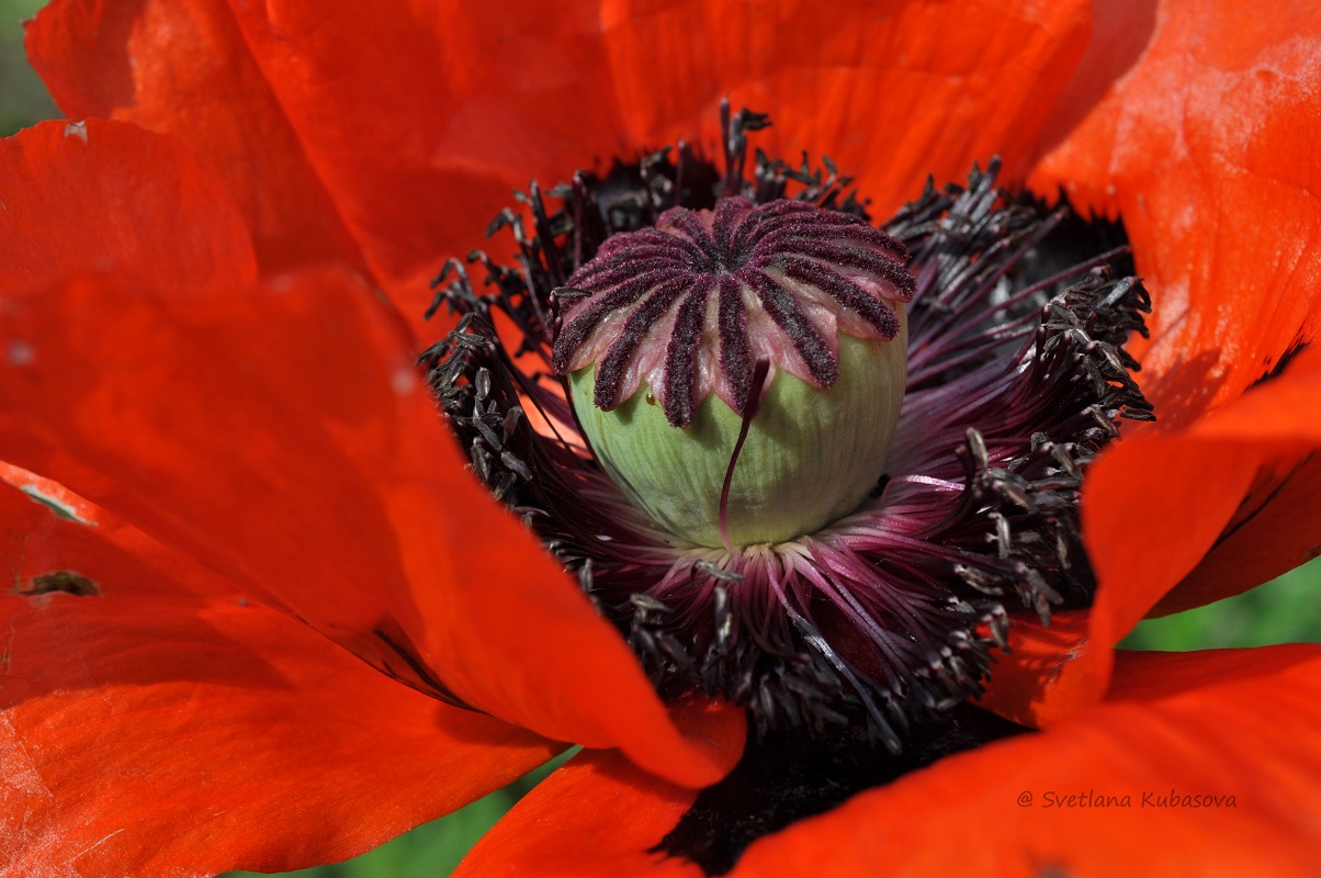 Image of Papaver setiferum specimen.