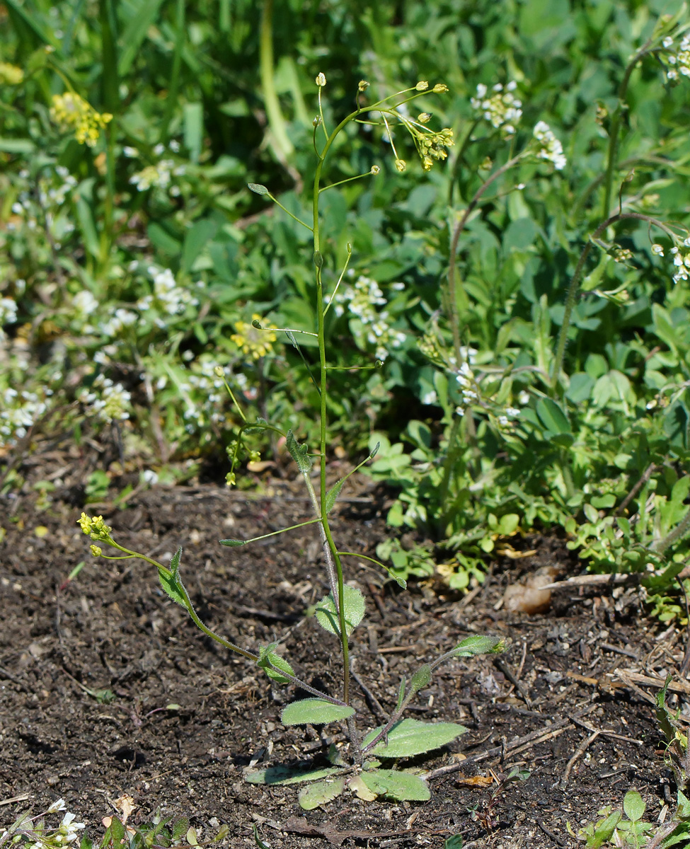 Image of Draba nemorosa specimen.