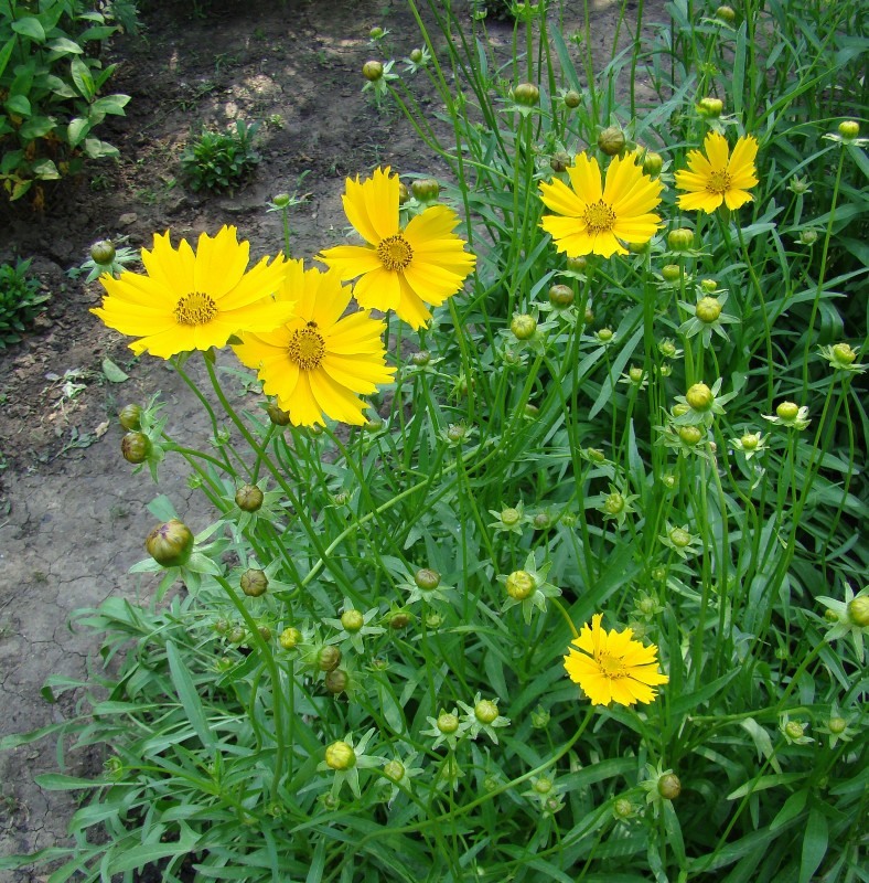 Изображение особи Coreopsis grandiflora.