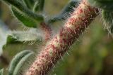 Echium angustifolium