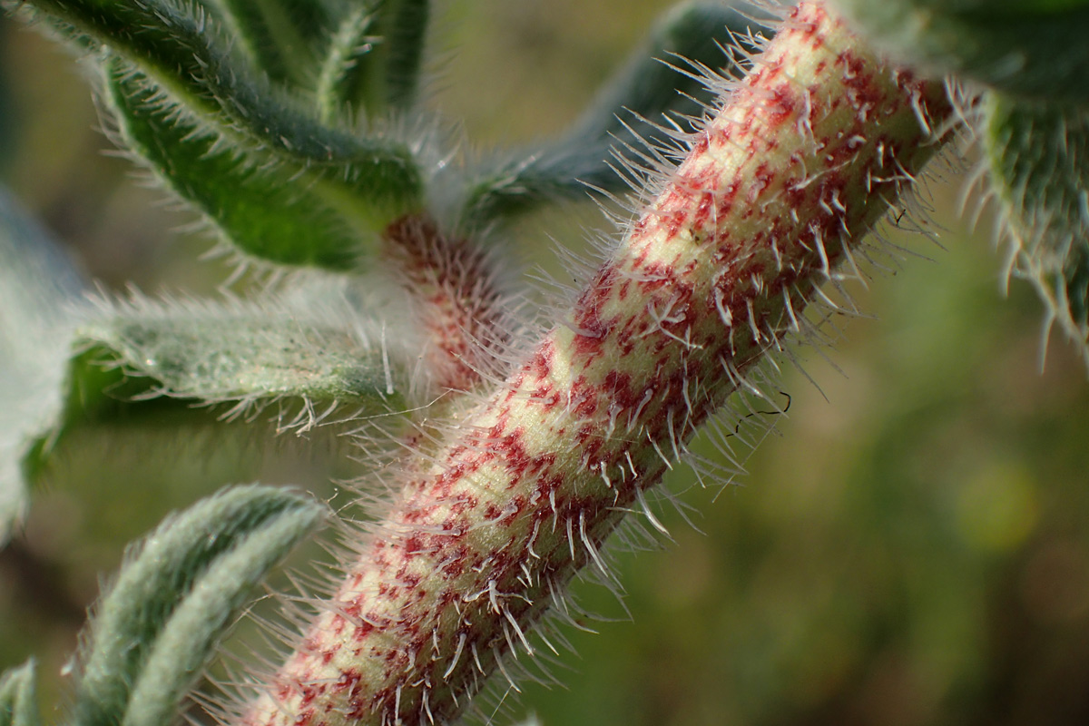 Image of Echium angustifolium specimen.