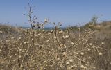 genus Crambe. Веточки с сухими плодами. Крым, Керченский п-ов, Приазовье, Генеральские пляжи, балка в петрофитной степи, сходящая к берегу моря. 18.08.2018.