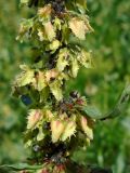 Rumex chalepensis. Часть соцветия с колонией тлей и опекающими их муравьями. Узбекистан, северная часть г. Самарканд, зеленая зона перед холмами Афрасиаба. 03.05.2018.