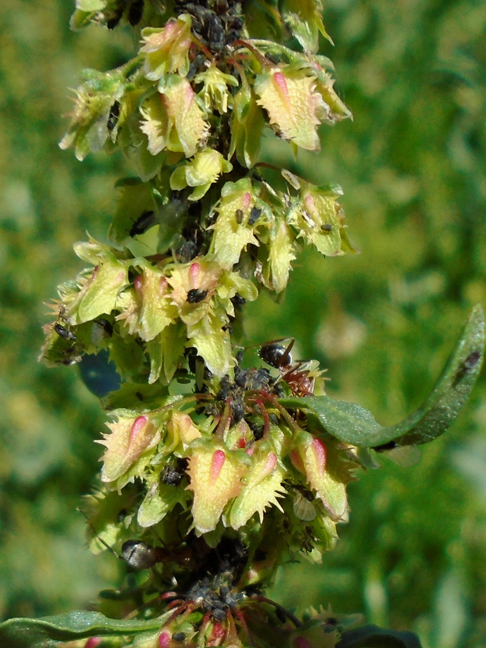 Изображение особи Rumex chalepensis.