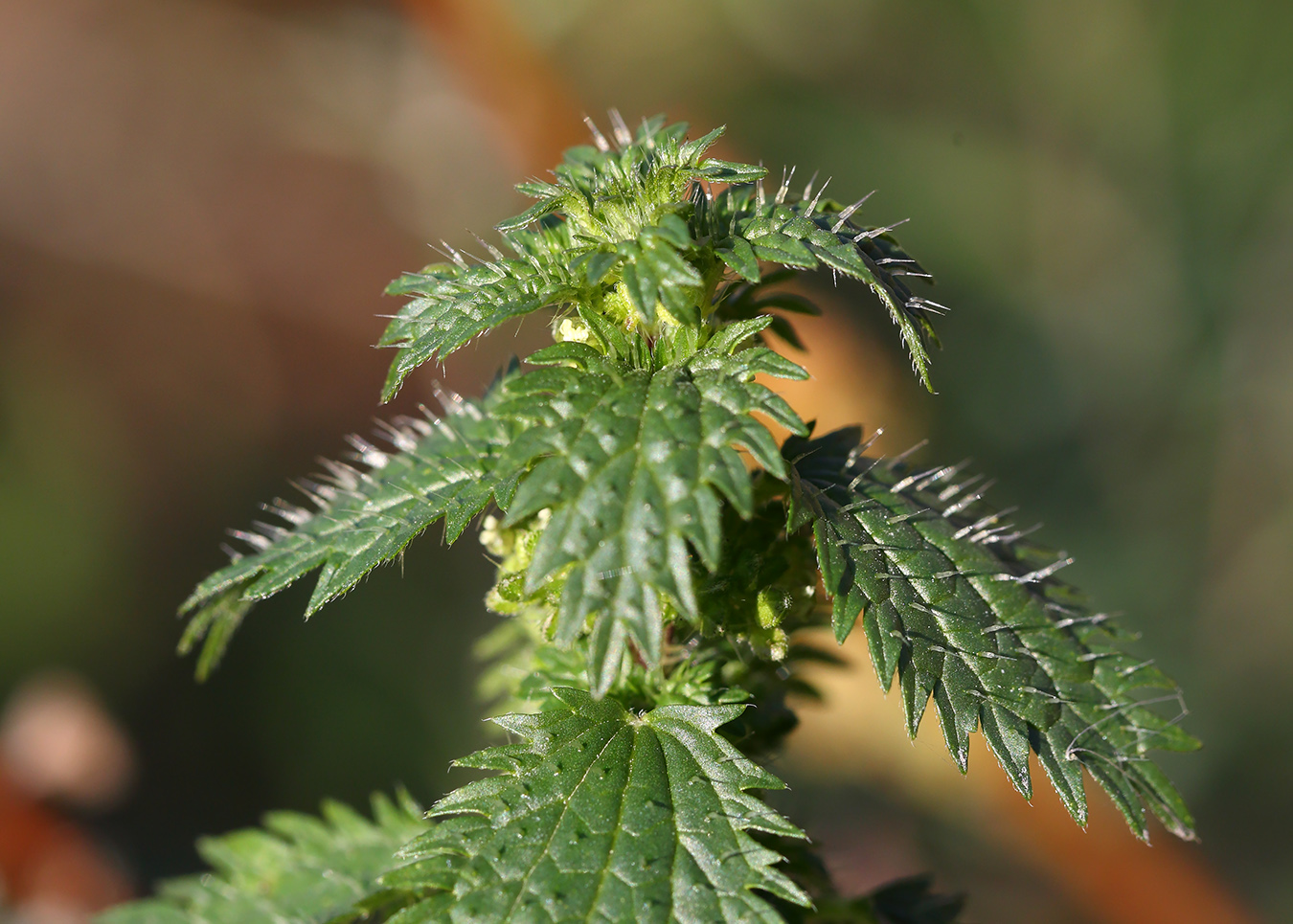 Image of Urtica urens specimen.