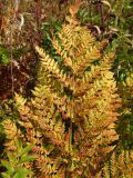 Dryopteris expansa