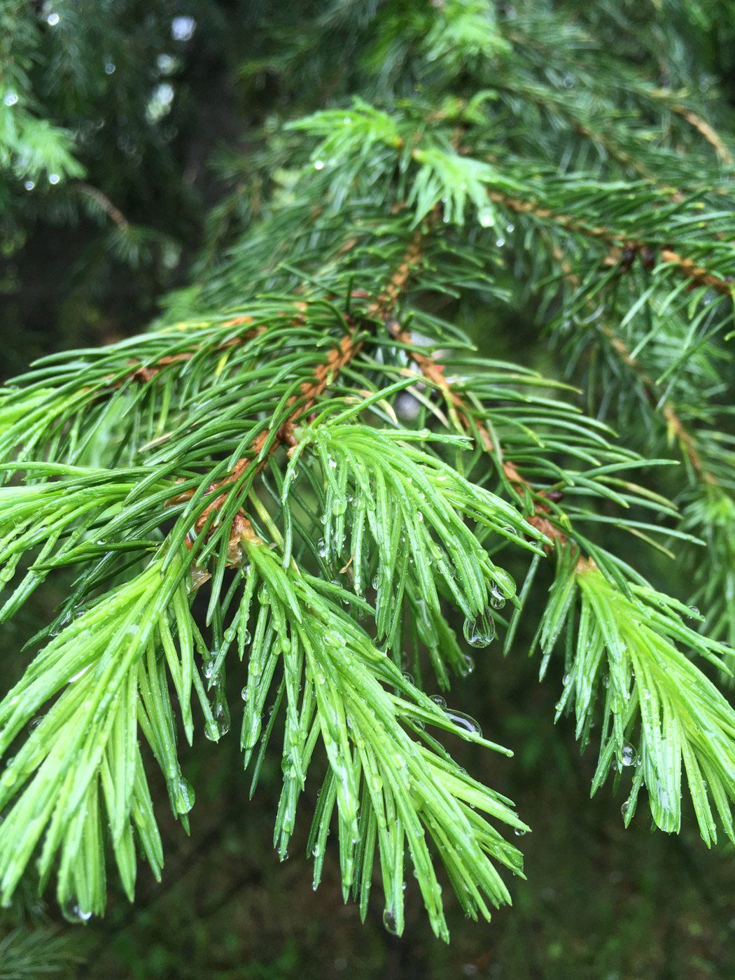 Изображение особи Picea obovata.