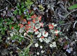 genus Cladonia