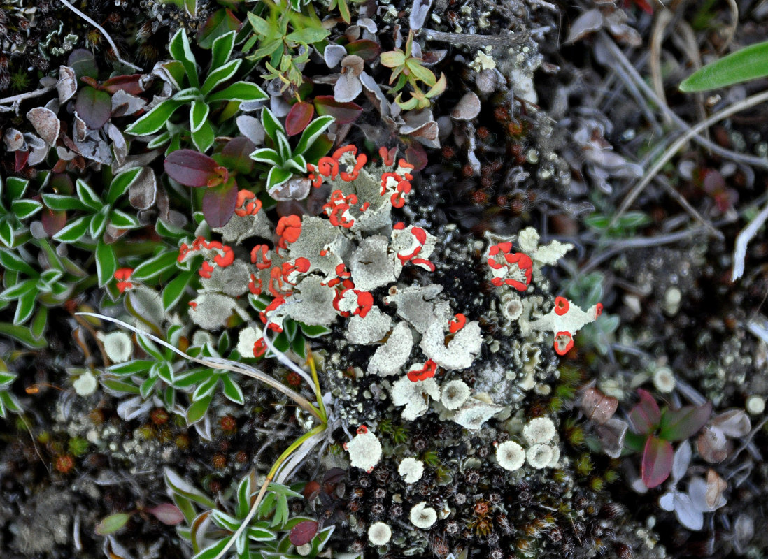 Изображение особи род Cladonia.