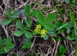 Sibbaldia procumbens