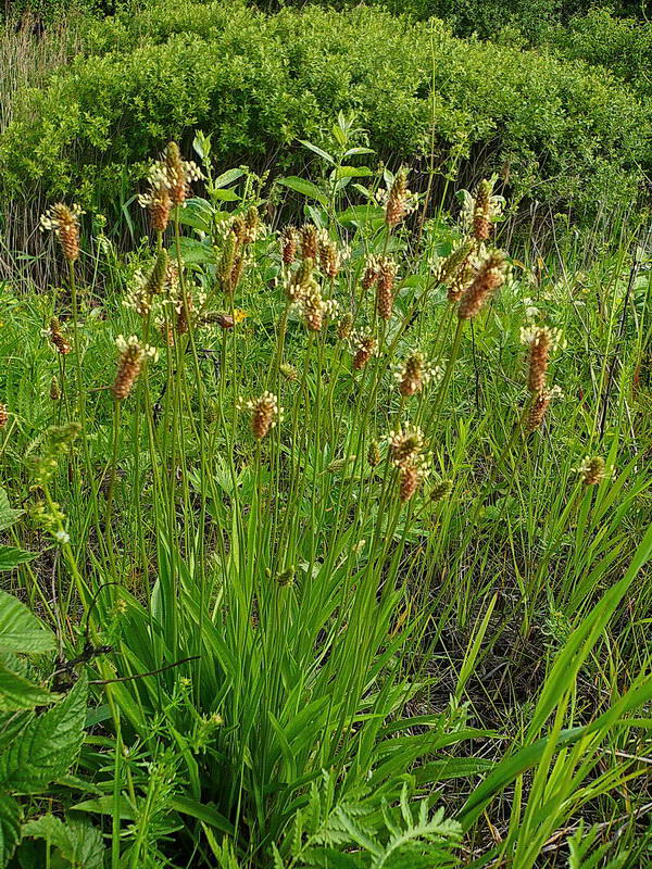 Изображение особи Plantago lanceolata.