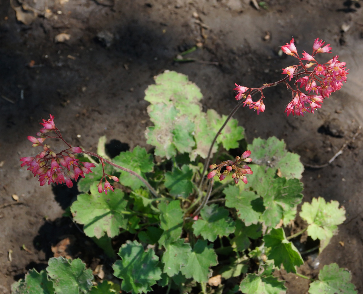 Image of Heuchera sanguinea specimen.