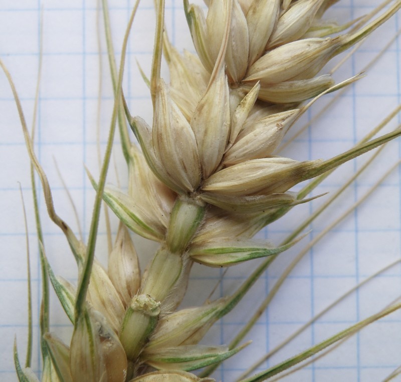 Image of Triticum durum specimen.