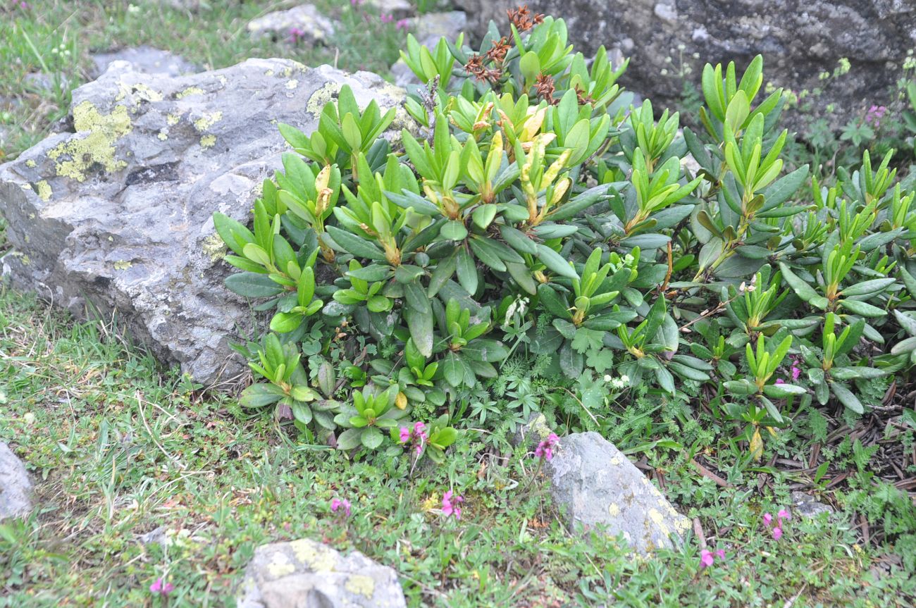 Изображение особи Rhododendron caucasicum.