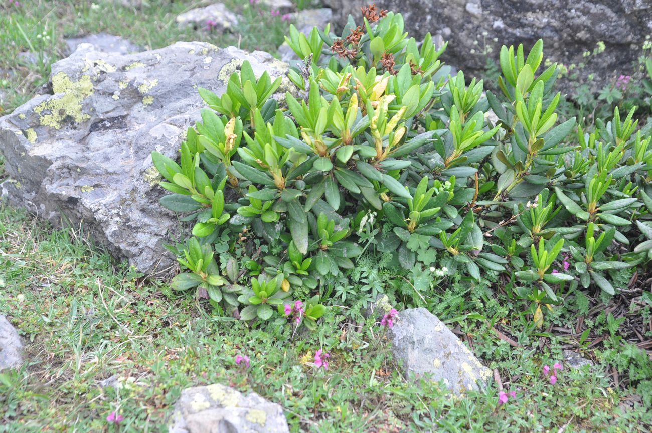 Image of Rhododendron caucasicum specimen.