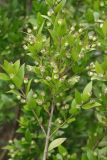 Myrtus communis