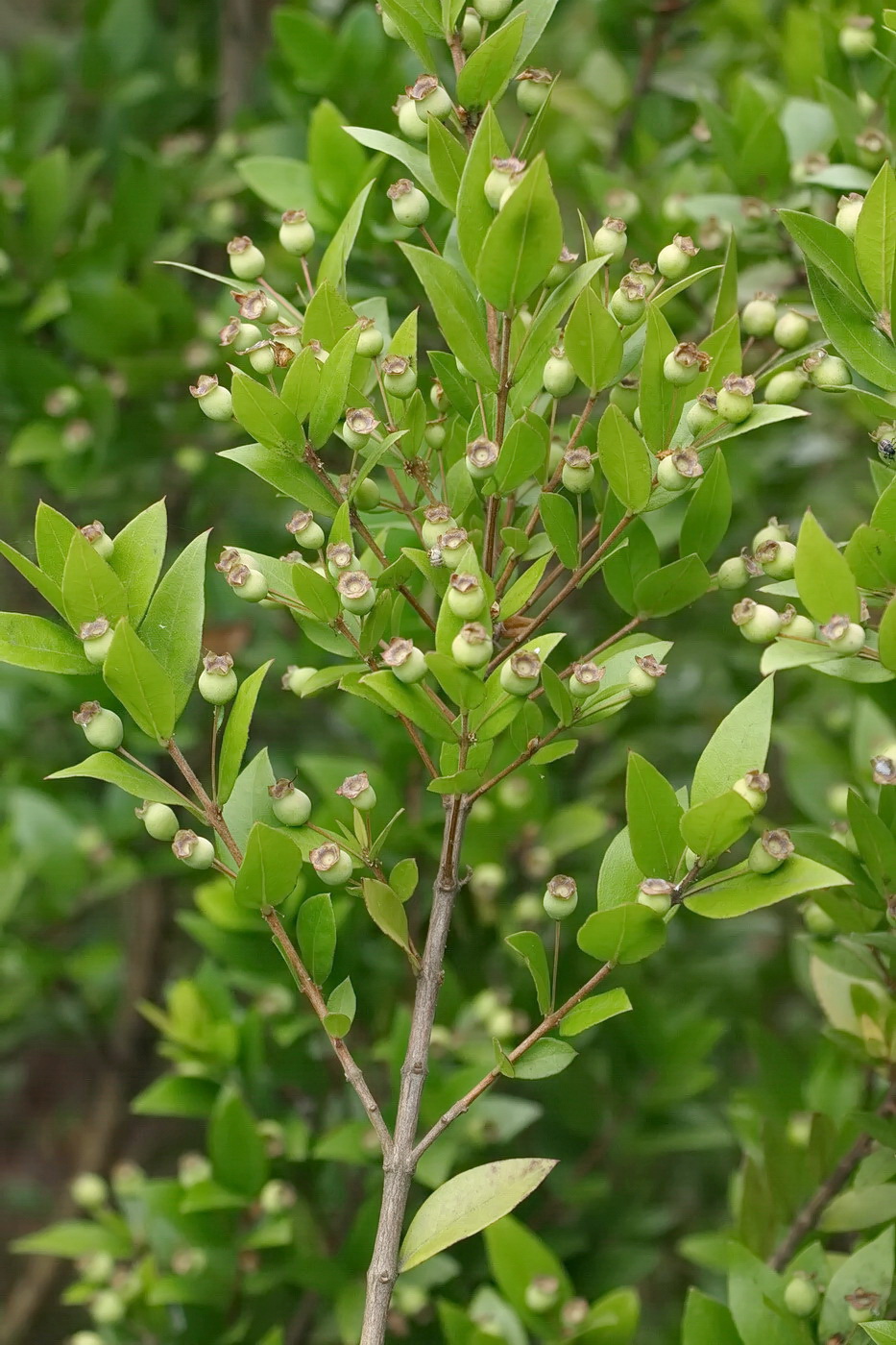 Image of Myrtus communis specimen.