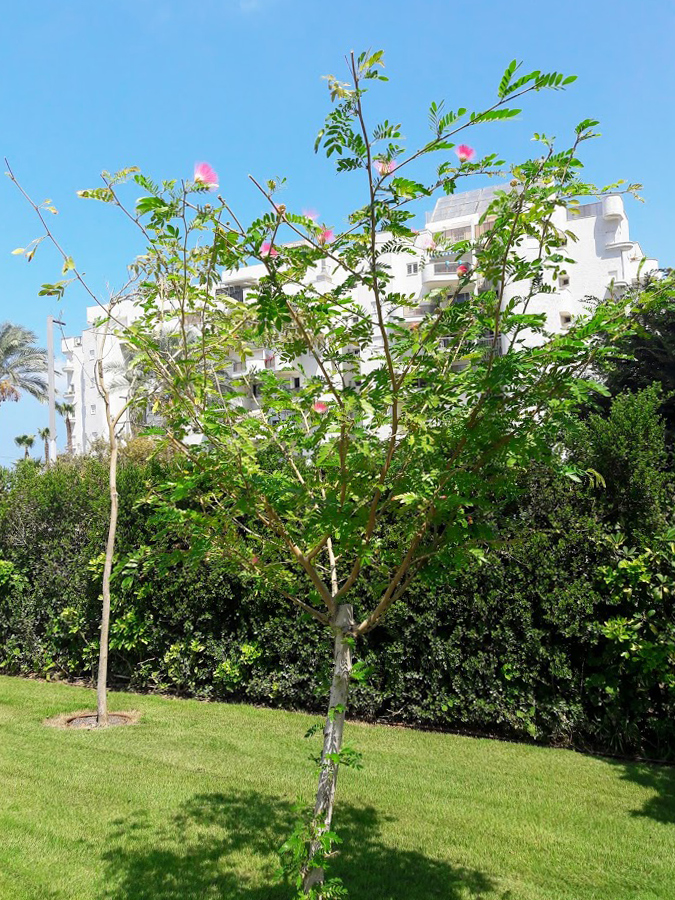 Image of genus Calliandra specimen.