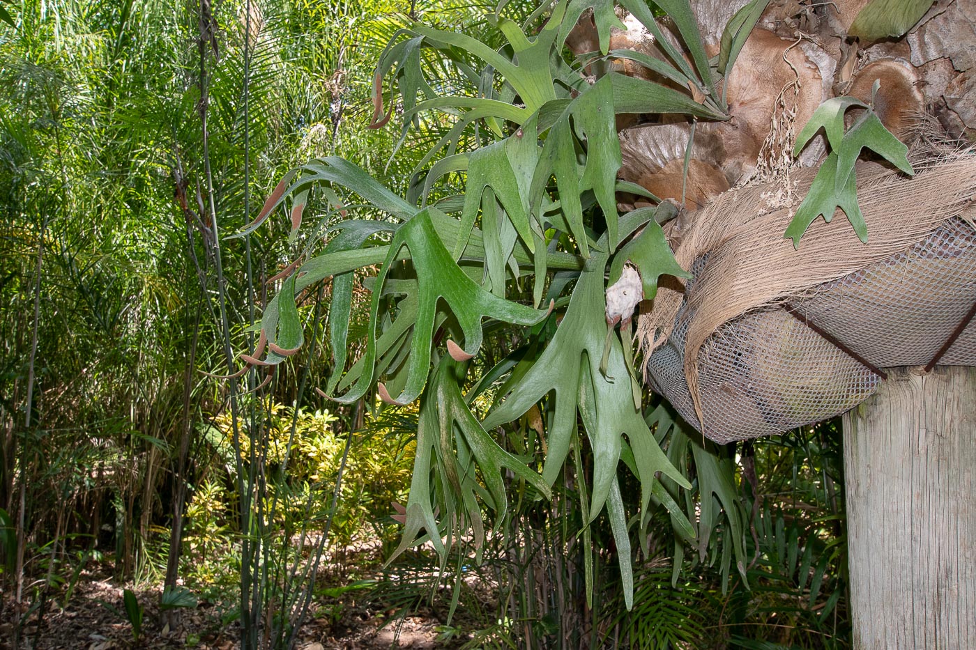 Изображение особи Platycerium bifurcatum.