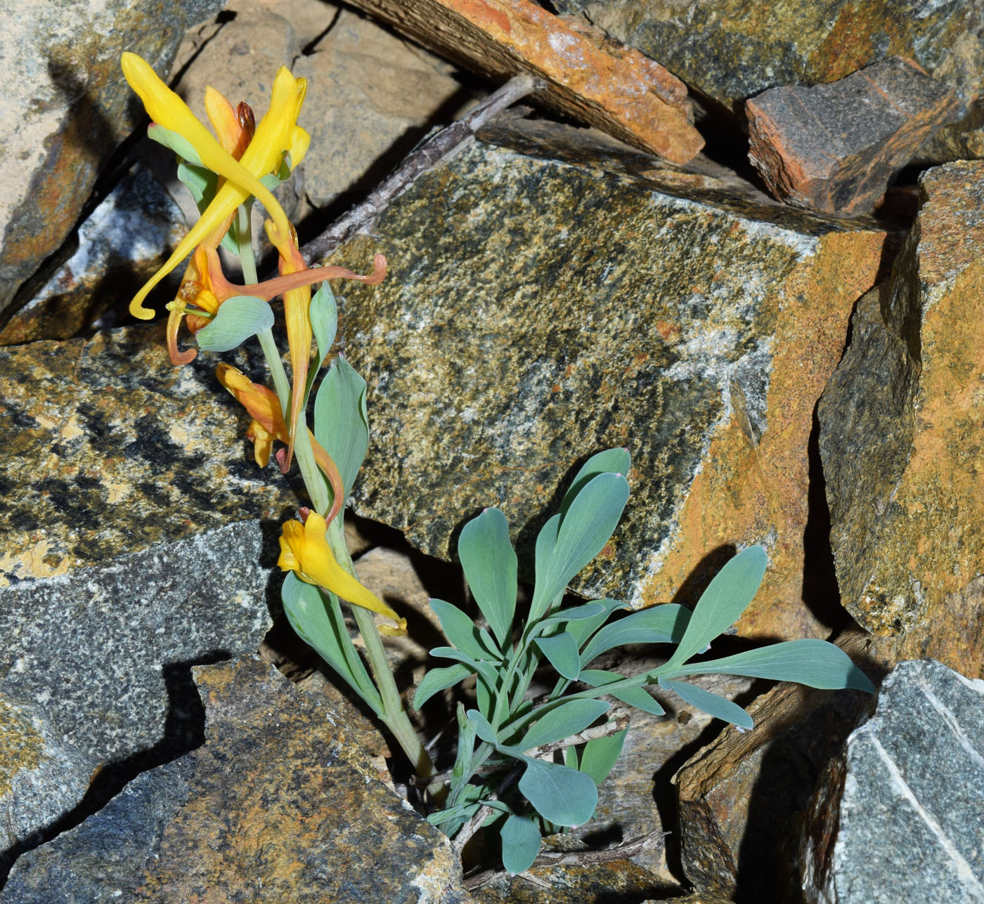 Image of Corydalis sewerzowii specimen.