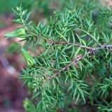 Juniperus sibirica. Верхушка ветви с галлами. Якутия, Алданский р-н, северная окр. г. Алдан, лес. 11.06.2016.