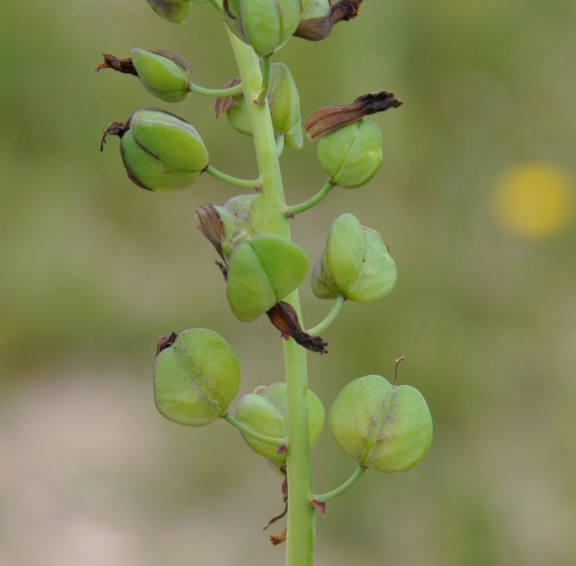 Image of Bellevalia trifoliata specimen.